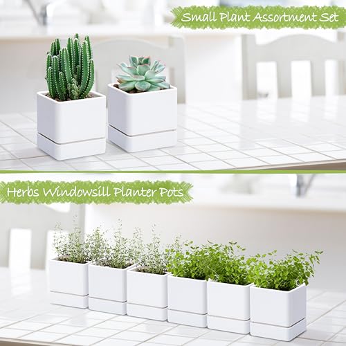 D'vine Dev 6-Pack Plastic Herb Planter Pots, 4 in, White, 76-Y-A6-1 - color: White, size: 24 Inch x 4.5 Inch