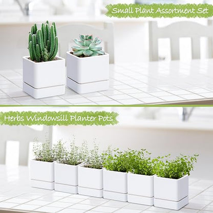 D'vine Dev 6-Pack Plastic Herb Planter Pots, 4 in, White, 76-Y-A6-1 - color: White, size: 24 Inch x 4.5 Inch
