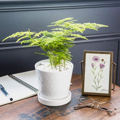 BUYMAX 5in Ceramic Flower Pots Set of 4 Plant Pot with Drainage Hole - color: White
