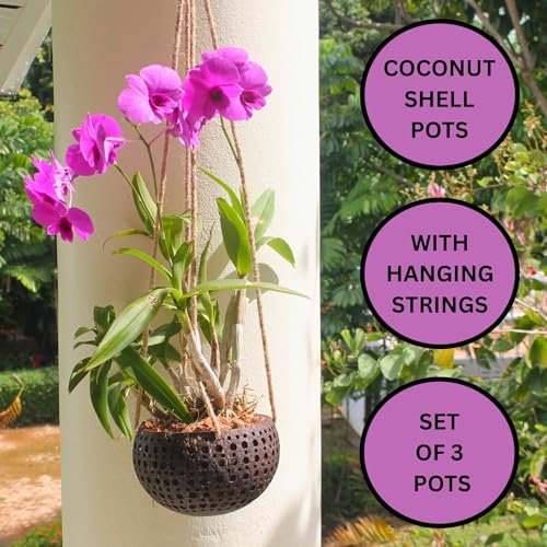 Set of 3 Hanging Orchid Pots for Small Orchids, Handmade Coconut Planters, Orchid Pots with Holes, Coconut Planters, Orchid Gifts