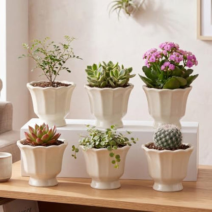 6 Pcs Mini Scalloped Succulent Pots 3.4 Inch Small Planters - style: Lotus Edge Style