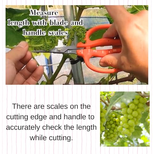 CHIKAMASA B-500SF Japanese Gardening Shears (2-Pack) with a Bonus Microfiber Cleaning Cloth - Fluorine Coated Stainless Steel Precision Trimmers for Grapes, Herbs, and Bonsai