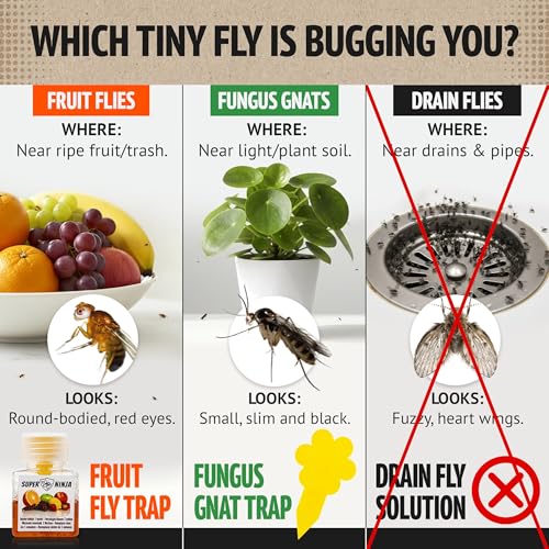 Super Ninja Fruit Fly Traps for Indoors, 2-Pack Fruit Fly Catcher - size: 2 Traps