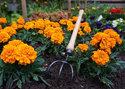 DeWit 3-Tine Cultivator with Drop Grip Handle, Works as Garden Hoe and Tiller - size: 3-Tine, style: Drop Grip handle