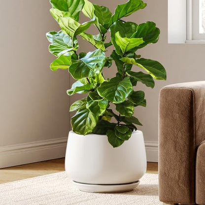 LE TAUCI Ceramic Planter, 12 Inch, Large Plant Pot, Indoor Plant Pot, White - color: White, size: 12"
