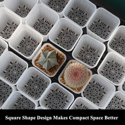 60 Pack 1.95 Inch Tiny Clear Plastic Square Nursery and Seedling Pot, Mini Deep Transplant Seed Starter Planter with Drain Hole for Germination, Herb, Succulent - color: Clear