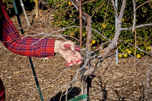 Corona Tools ClassicCUT Forged Bypass Hand Pruner – 1/2-inch Cut Capacity Heavy-Duty Garden Hand Pruner for Tree, Shrub & Plant Trimming, Precision Cutting Pruning Tool - size: 1/2 inch