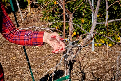 Corona Tools ClassicCUT Forged Bypass Hand Pruner – 1/2-inch Cut Capacity Heavy-Duty Garden Hand Pruner for Tree, Shrub & Plant Trimming, Precision Cutting Pruning Tool - size: 1/2 inch