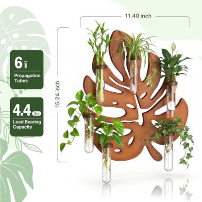 Plant Propagation Station, Monstera Hanging Wall Planter with 6 Glass Tubes - size: 1 Pack