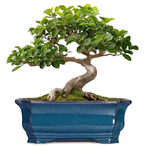 Bonsai Pots 11.6 Inch - Ceramic Succulent Pots with Drainage Hole, Rectangular Planter for Indoor Outdoor, Decorative Ceramic Flower Pot, Home Garden Room Decor, Plant Lover Gifts, Retro Blue - color: Rectangular Blue, size: 11 Inch