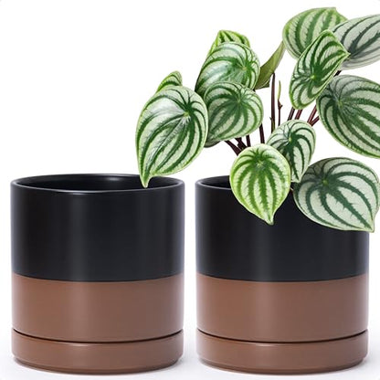 D'vine Dev 2-Pack Ceramic Pots with Saucers, Black/Tan, 6.5 in, 94-V-C-7 - color: Black/Speckled Tan, size: 6 Inch