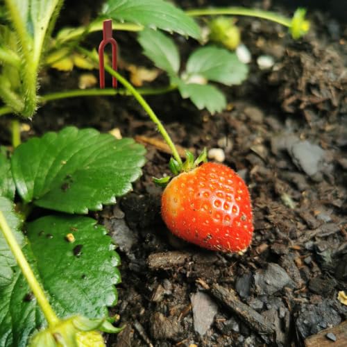 KVZVK 200 Pcs Strawberry Fixing Support Pins Plastic Plant Clips,U-Shaped Garden Anchor Clips for Plant Cuttings and Runners Rooting