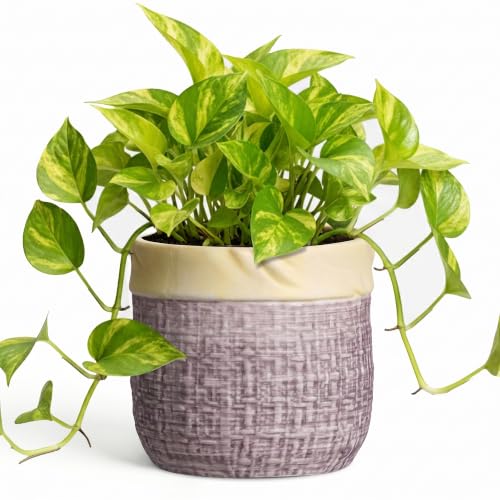 6 Inch Planter, Ceramic Pots for Plants, Round Flower Pots, Purple - color: Purple, size: 6 Inch