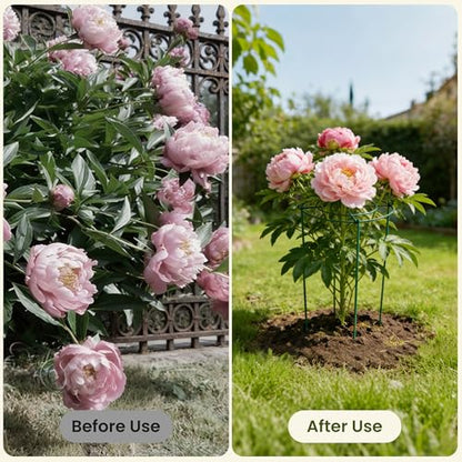 6 Pack Peony Cages and Supports, 12" x 24" Tall Peonies Support Cage