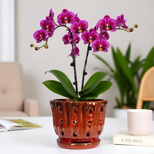 Ceramic Orchid Pot with Drainage Hole 6'' Orchid Planter (Red) - color: Red