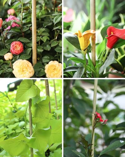 2ft Natural Bamboo Plant Stakes for Tomatoes, Beans, Flowers, Potted, Climbing Plants 30pcs - size: 2FT 30PCS