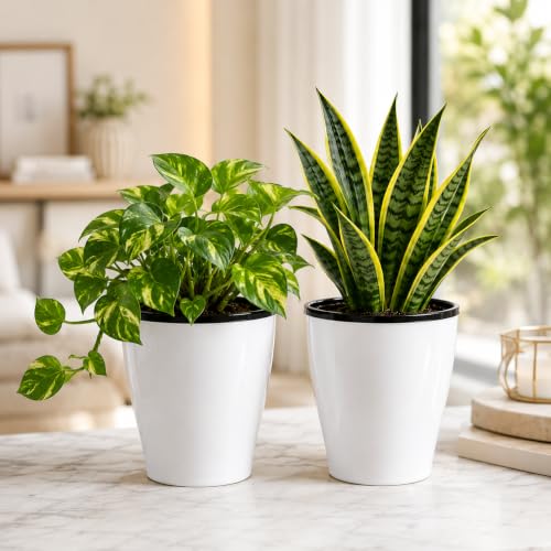 Self-Watering Table Top Planter (2PC, White, Cone) UV-Resistant Polypropylene Material Indoor and Outdoor Gardening, Modern Flower Pot for Home & Balcony. - color: Aqua Cone White