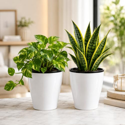 Self-Watering Table Top Planter (2PC, White, Cone) UV-Resistant Polypropylene Material Indoor and Outdoor Gardening, Modern Flower Pot for Home & Balcony. - color: Aqua Cone White