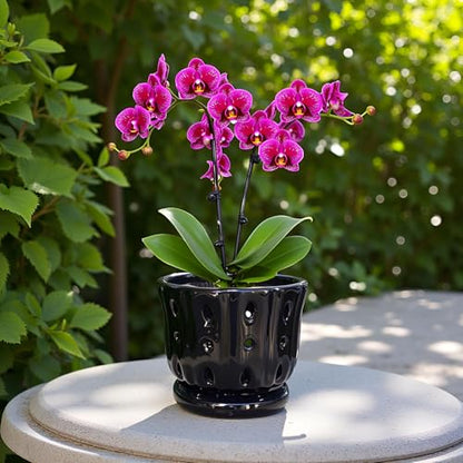 Ceramic Orchid Pot With Attached Saucer and Drainage Hole 6'' (Black) - color: Black