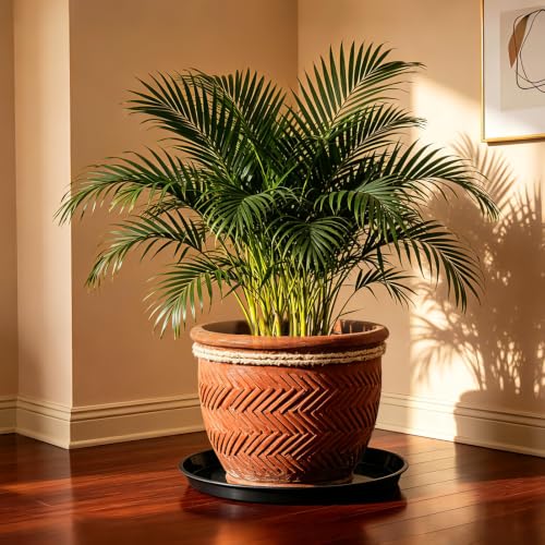 6 Pack 25 inch Plant Saucers for 22 inch Planters, Modern Matte Finish 18 20 22 25 inch Flower Pot Drip Tray Base for Indoors Outdoors, Heavy Duty Plant Trays to Catch Water, Black - size: 25 inch