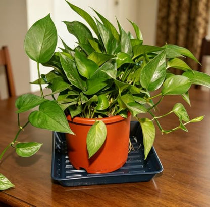 2 Packs Square Plant Saucer Pot Tray, 10 inch Blue Flower Planter Saucers and Drip Trays - color: Blue, size: 10" - 2 Pack