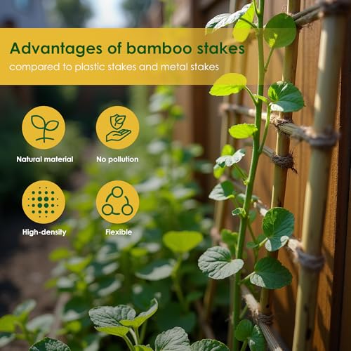 Cambaverd Bamboo Sticks for Plants 2 Feet Bamboo Stakes for Indoor Gardening Plant Stakes Supports Potted Plants Mini Trees Garden Stakes - Pack of 30 Bamboo Poles - size: 2FT-30PACK
