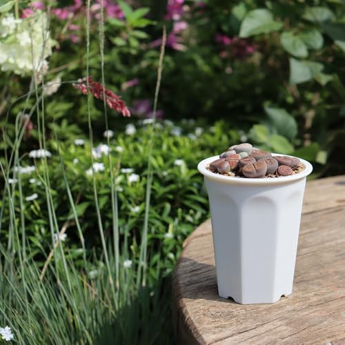 17 PCS 3.55" Plastic Deep Nursery and Seedling Pots, Transplant Seed Starter Planter, White - color: White, size: 3.55 inch