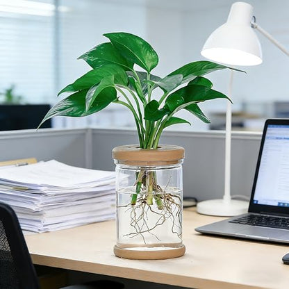 Desktop Plant Hydroponic Vases, Water Plant Jars, Gardening Gifts for Office and Home, Outdoor - color: Clear