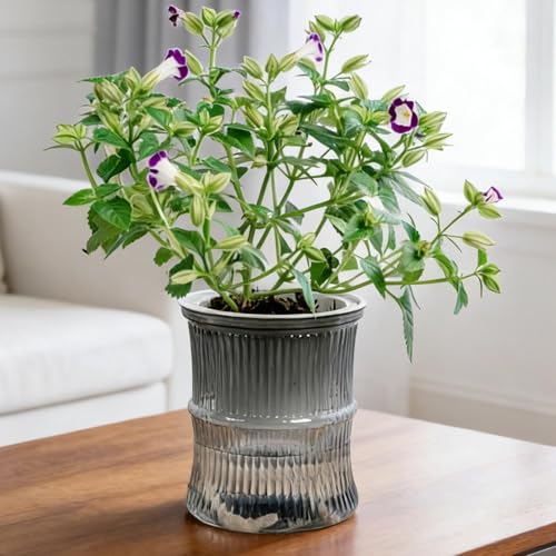 Lazy Hydroponic Flower Pot Automatic Water-Absorbing Plant Pot Transparent Double Layer Plastic Self Watering Planter Office Home Greenery Decor(Gray) - color: Gray