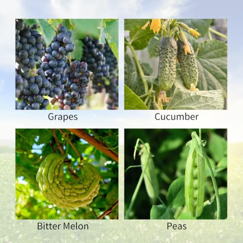 Cucumber Trellis 2 Pack,Foldable A-Frame Garden Trellis - color: Grass Green, size: 39.4" H