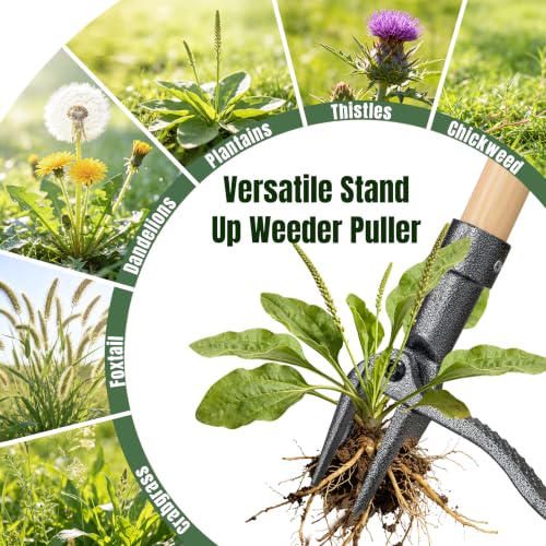 Stand Up Weed Puller Tool for Seniors