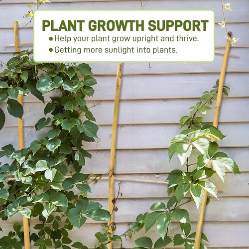 Avalution 10 Pack Bamboo Trellis for Climbing Plants, 2 FT Garden Ladder Trellis for Potted Plants Indoor, Fan-Shaped Small Plant Support Trellis for Houseplants Ivy Hoya Vine Monstera - color: Fan-Shaped, size: 10 PACK-24 inches