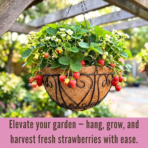 LaLaGreen Black Hanging Baskets (12 in, 2 Pack) Metal Plant Pots with Chain - size: 12" (30 cm) x 2 Pack