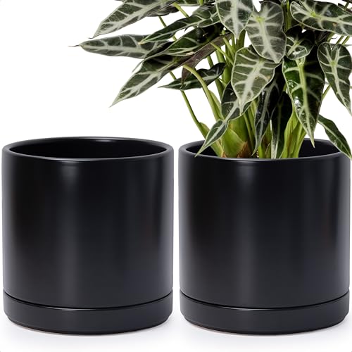D'vine Dev 2-Pack Ceramic Pots with Saucers, Black, 10 in, 94-V-E-2 - color: Black, size: 10 Inch