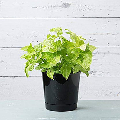 Root & Vessel Majestic Full Depth Round Cylinder Pot, Glossy Black, 10-Inch (10108) - color: Black, size: 10 Inch