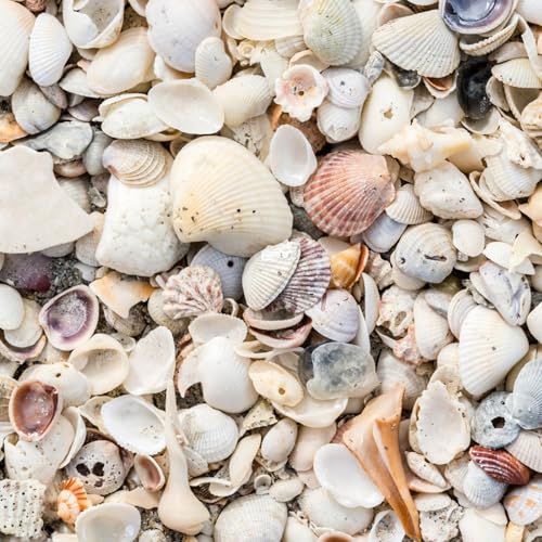 GARDENWISE Natural Organic Sea Shell Mulch for Gardens and Landscaping – Decorative and Nutrient-Rich, 0.5–3-Inch Shells, Perfect for Indoor and Outdoor Use (0.5 CF - 14 L - 15 QTS) - color: Sea Shell Mulch, size: 0.5 CF - 14 L - 15 QTS