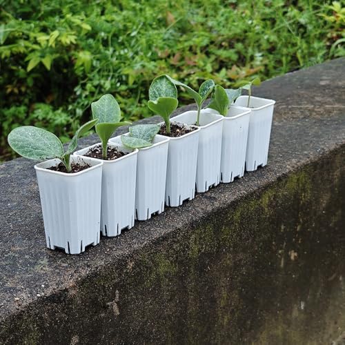 60 Pack 1.95 Inch Tiny White Plastic Square Nursery and Seedling Pot, Mini Deep Transplant Seed Starter Planter with Drain Hole for Germination, Herb, Succulent - color: White