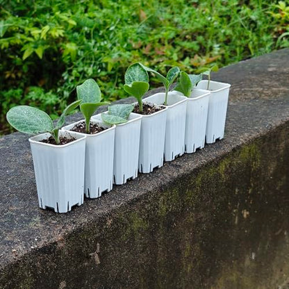 60 Pack 1.95 Inch Tiny White Plastic Square Nursery and Seedling Pot, Mini Deep Transplant Seed Starter Planter with Drain Hole for Germination, Herb, Succulent - color: White