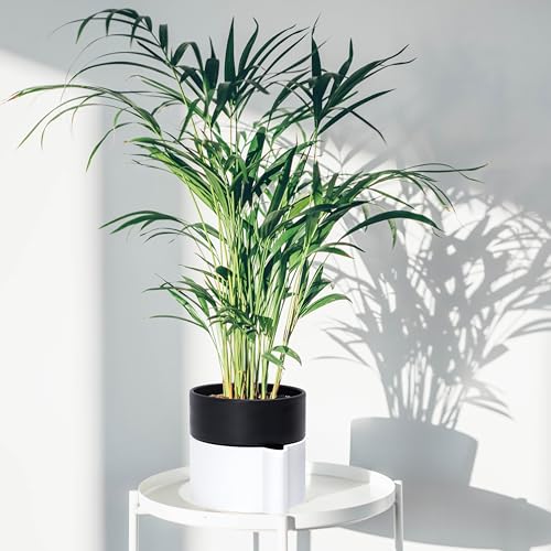 Phoenix Vine 6.5 Inch Self-Watering Planter Pot with Terracotta Insert, Deep Water Reservoir, and Ceramic-Alike BPA-Free Plastic Pot for Plant, Modern Planter for Houseplants, White/Black, 53-B-S-4 - color: White/Black, size: 6.5 Inch