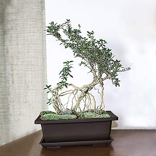 MUZHI 6PCS/Pack Retro Style Basin Larger Plastic Flower Pot Planters 8.9 Inch Bonsai Plant Bowl Nursery Pots Plastic Bonsai Training Pots Rectangle Large - size: 6pcs large rect 8.9"