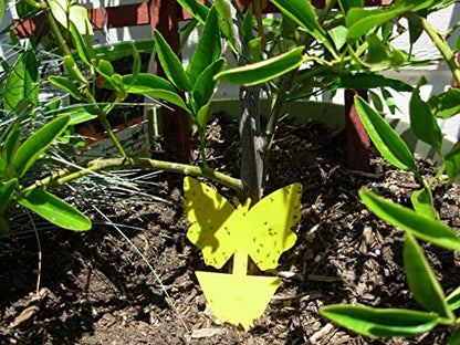 Yellow Sticky Fly Traps (25 Pack) for Gnat Whitefly Fungus Gnat Aphid Small Insects - Houseplant Disposable Glue Trappers - Bug Catcher - Butterfly Shape - color: Butterfly 25 Pack