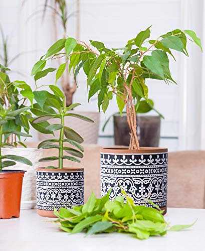 D'vine Dev 2-Pack Terracotta Pots, 4/6 in, Terra/Black, 31-958-F-2 - color: Terracotta/Black