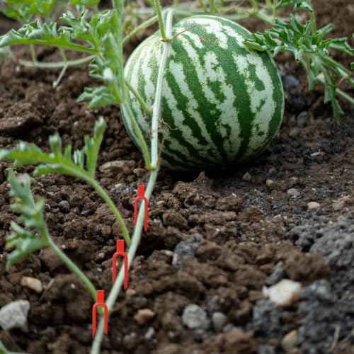 KVZVK 200 Pcs Strawberry Fixing Support Pins Plastic Plant Clips,U-Shaped Garden Anchor Clips for Plant Cuttings and Runners Rooting