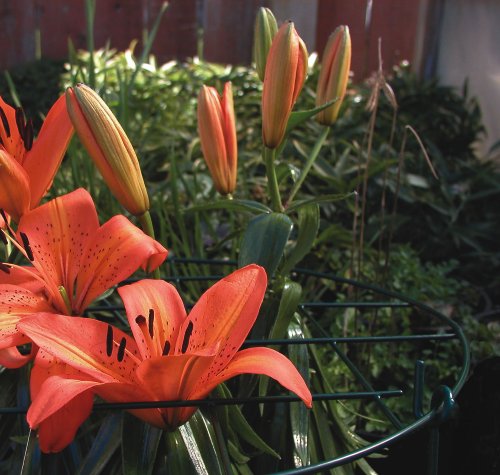 Luster Leaf Link-Ups Grow Through Grid, 20” Round With 30” Legs Plant Support, Green - style: 20” Grid