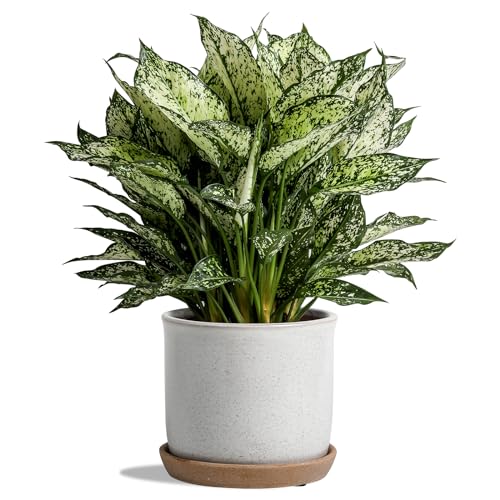 5.8 Inch Ceramic Planter with Drainage Hole & Bonded Saucer - color: Retro Style, Grey, size: 6 inch