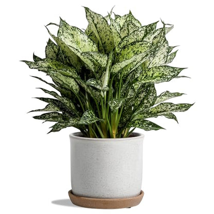 5.8 Inch Ceramic Planter with Drainage Hole & Bonded Saucer - color: Retro Style, Grey, size: 6 inch