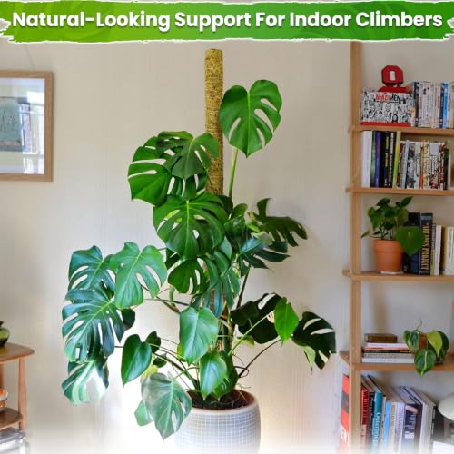 DUSPRO 59" Natural Large Moss Pole for Big & Mature Plants, (1pc., 59'') - size: 59" NATURAL MOSS POLE for BIG PLANTS