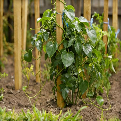 Natural Wood Stakes 4FT, 36Pcs Plant Stakes, Wood Garden Stake for Plants, Beans, Indoor and Outdoor Climbing Plants