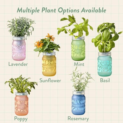 Modern Sprout Mason Garden Jar - Self-Watering Hydroponics Growing Kit-3Pk - color: Poppy + Rosemary + Mint