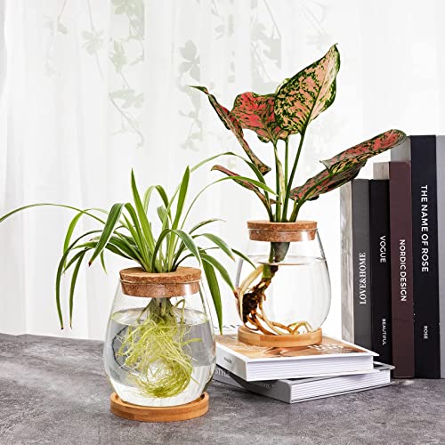 Biggun 2 Pcs Glass Plants Propagation Stations for Home Office Decor